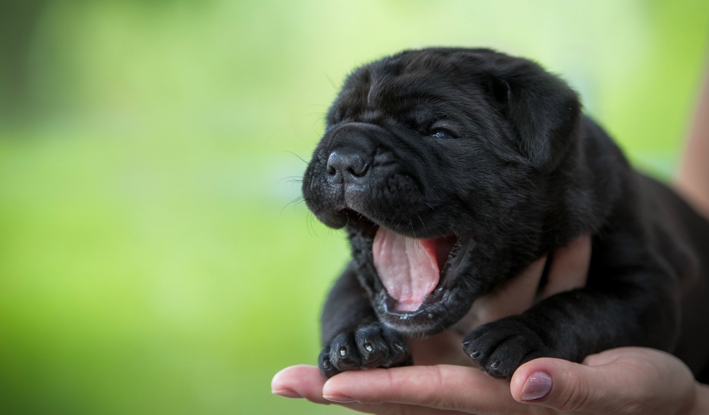 Черный милый щенок Кане-корсо зевает на руке