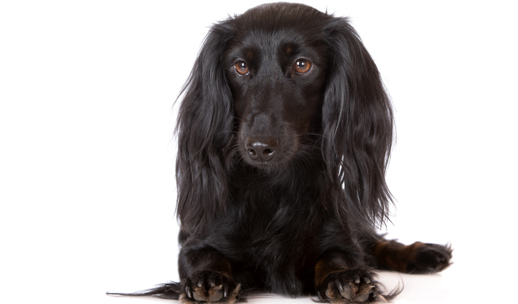 Черная такса на белом фоне