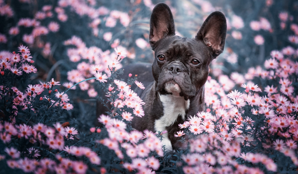 Черный французский бульдог сидит в цветах 