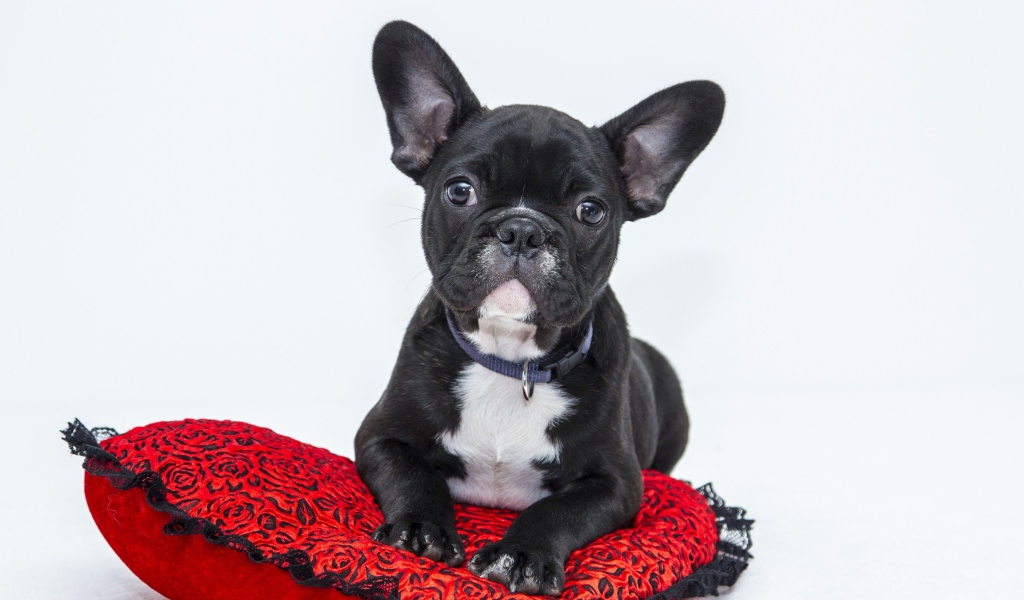 Черный щенок французского бульдога лежит на красной подушке в форме сердца 