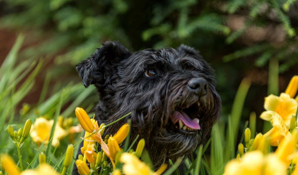 Черный лохматый пес сидит в желтых лилиях