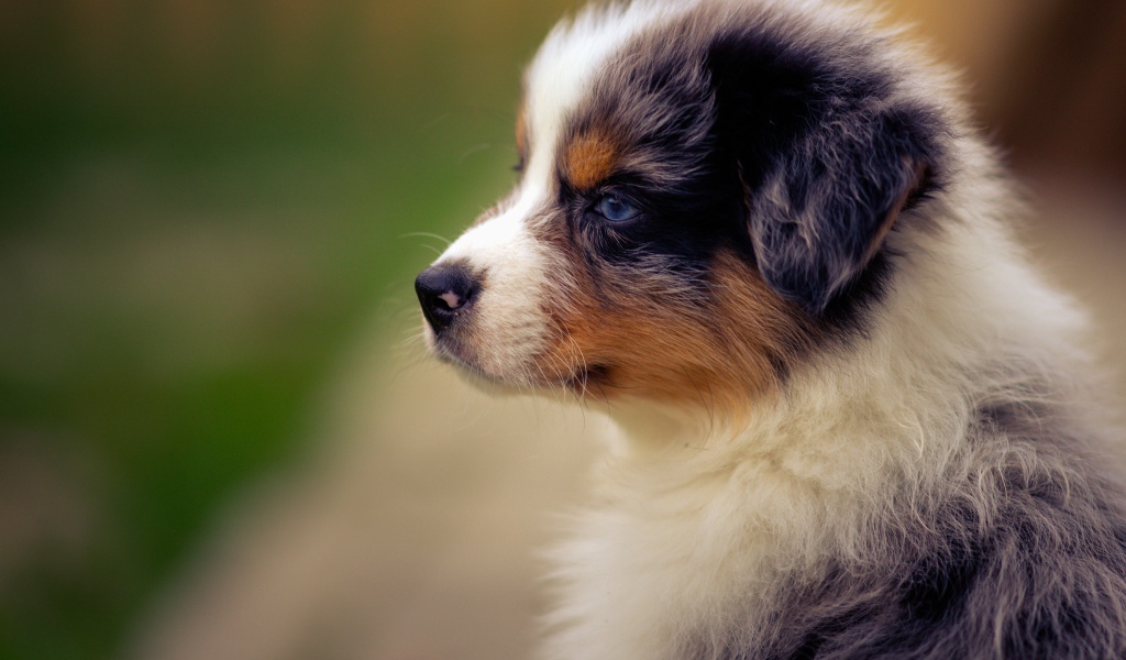 Голубоглазый щенок австралийской овчарки