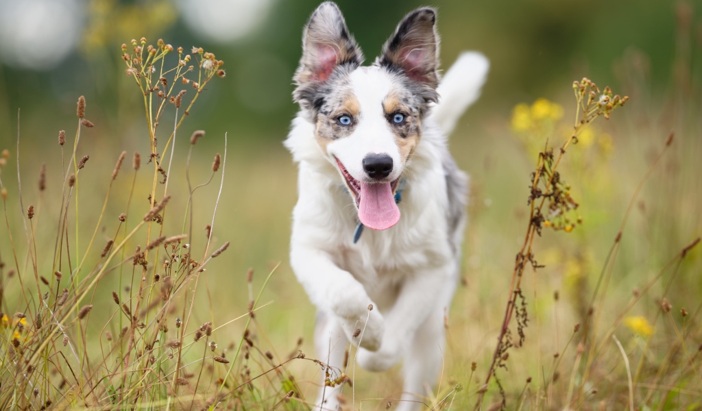 Голубоглазая собака породы бордер колли с высунутым языком бежит по траве