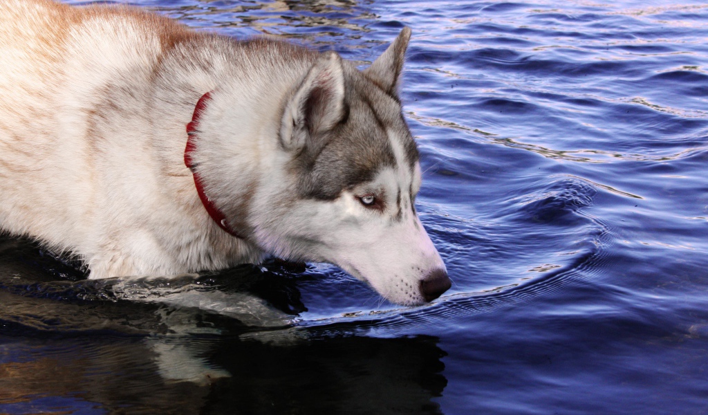 Голубоглазый хаски стоит в воде