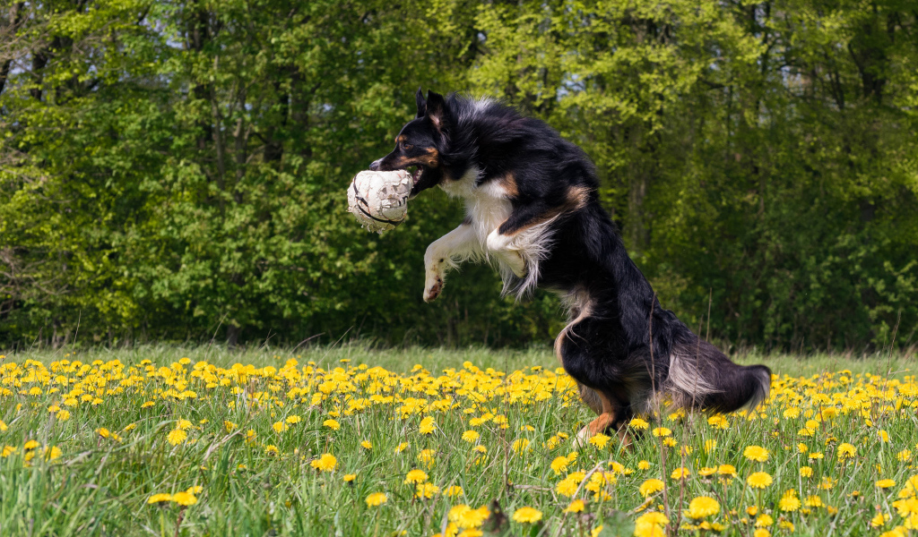 Собака породы бордер колли с мячом в зубах прыгает на поле с желтыми одуванчиками