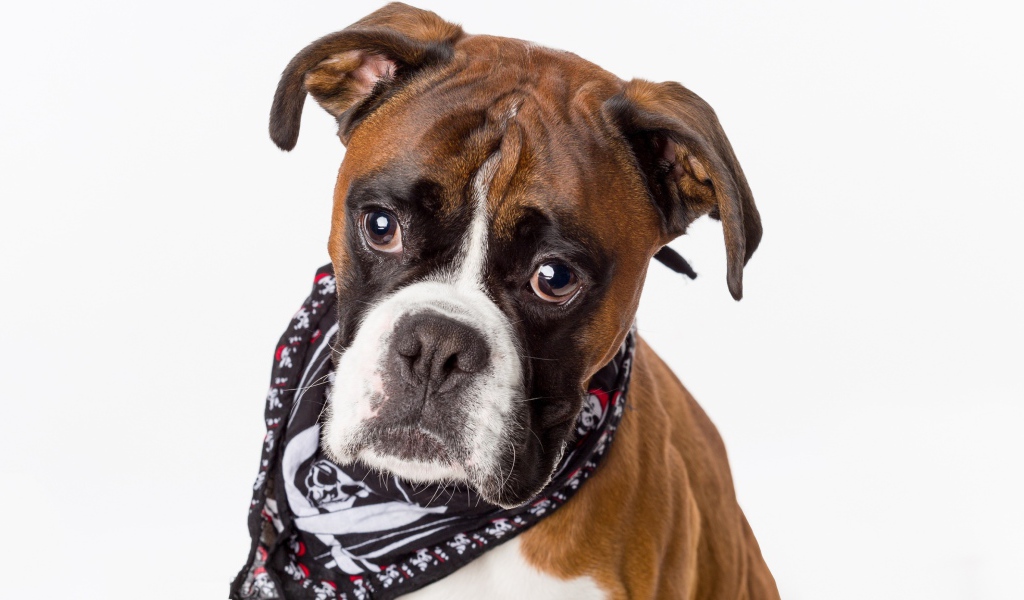 Боксер с платком на шее на сером фоне