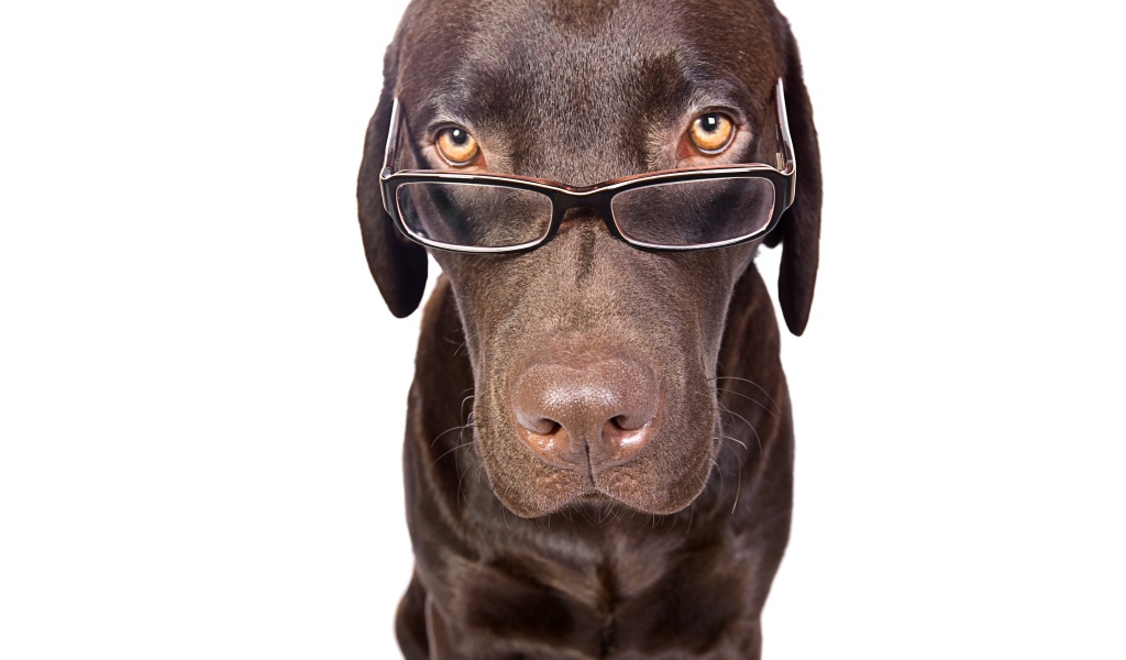 Коричневый лабрадор в очках на белом фоне