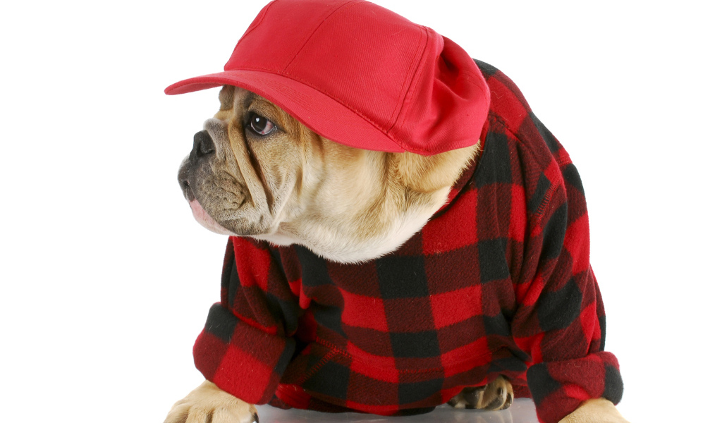 Бульдог в бейсболке на белом фоне