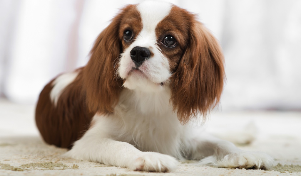 Кавалер кинг чарльз спаниель лежит на песке