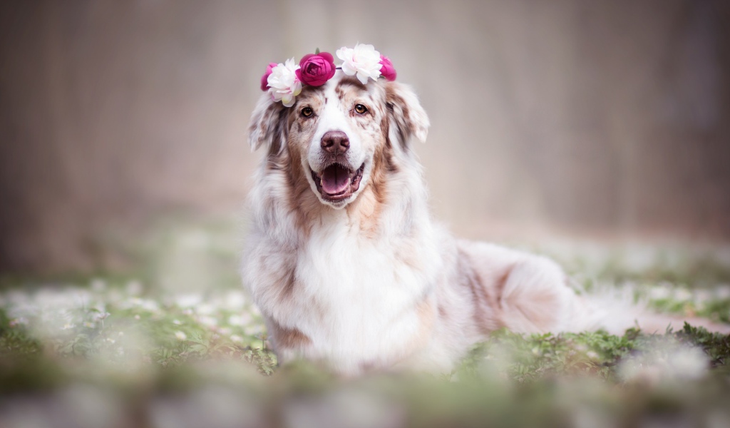 Веселая австралийская овчарка с венком на голове