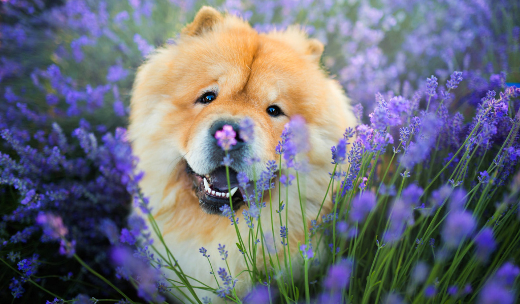 Веселый пес породы чау чау в фиолетовых цветах