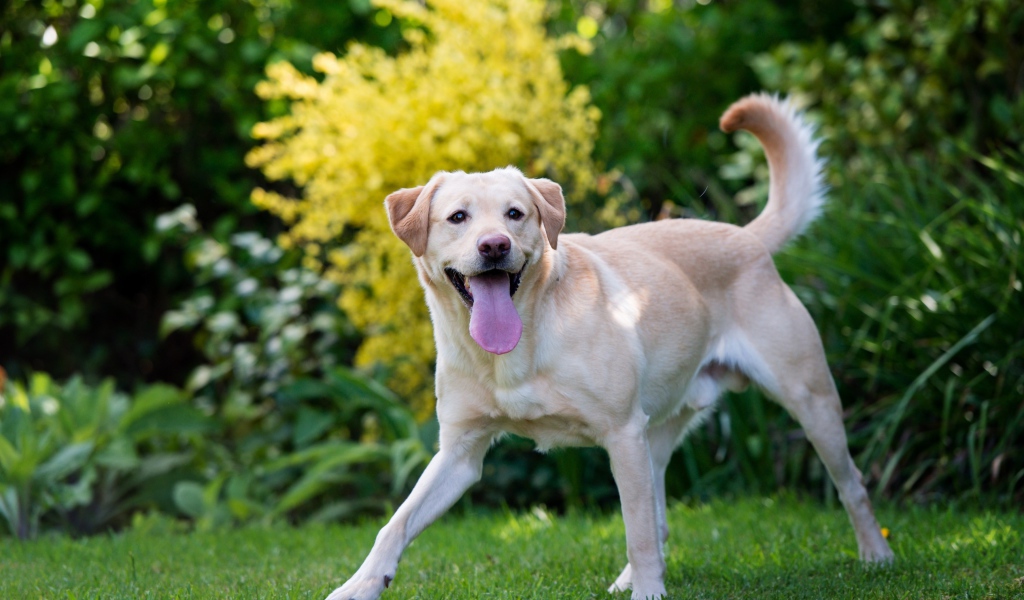 Веселый золотистый ретривер с высунутым языком 
