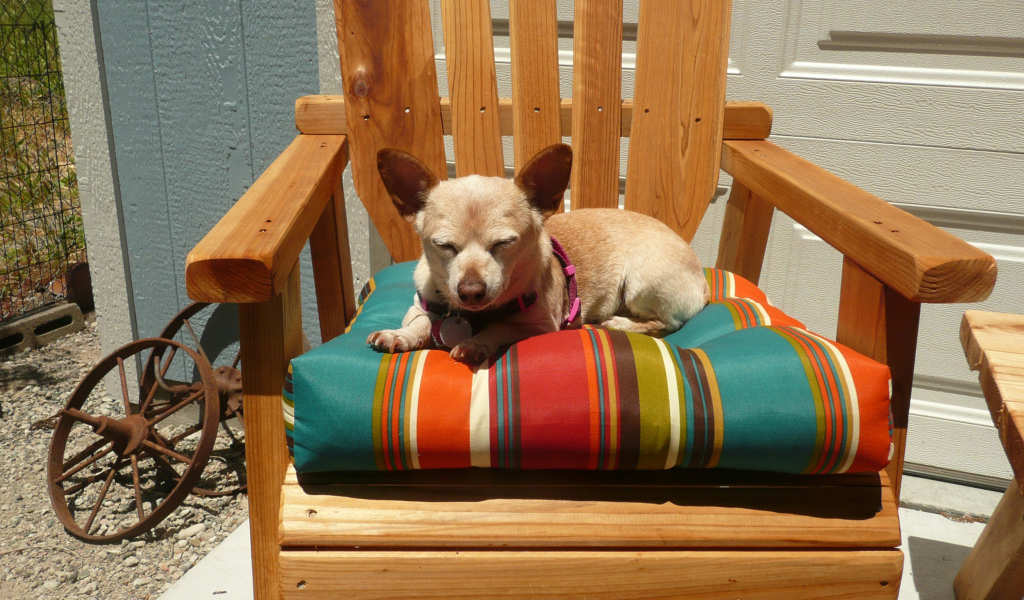 Чихуахуа спит в кресле