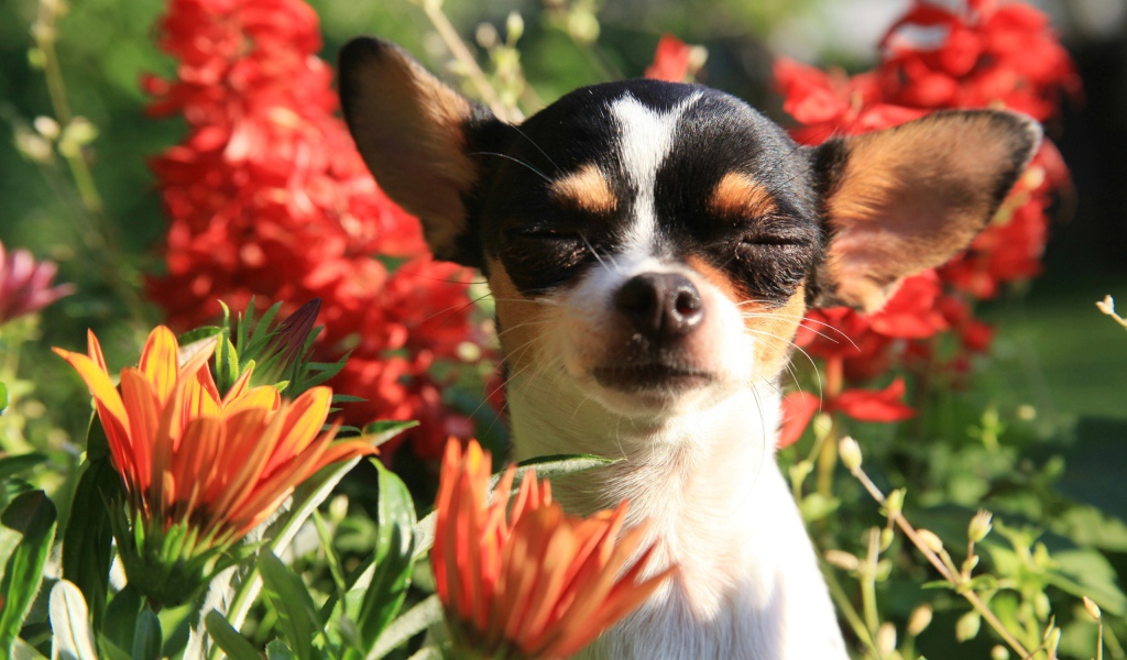 Собака породы чихуахуа с закрытыми глазами в цветах 