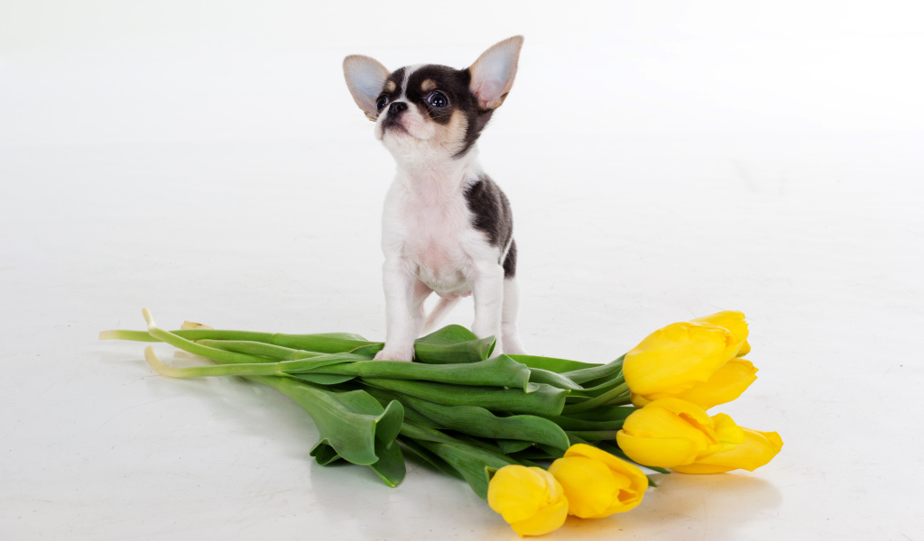 Щенок чихуахуа с букетом желтых тюльпанов на сером фоне