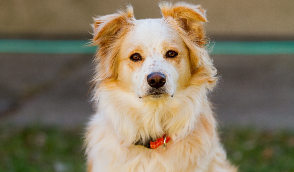 Умная собака с ошейником