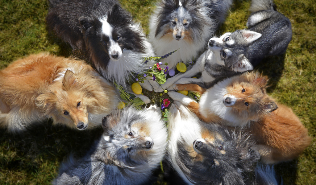 Собаки породы колли смотрят вверх