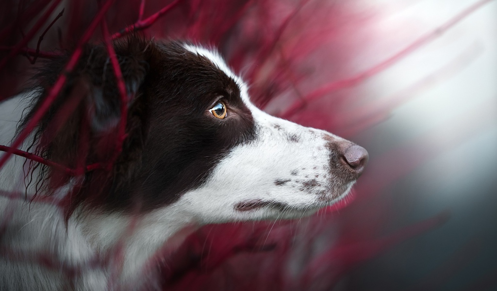 Любопытный взгляд  собаки породы бордер колли