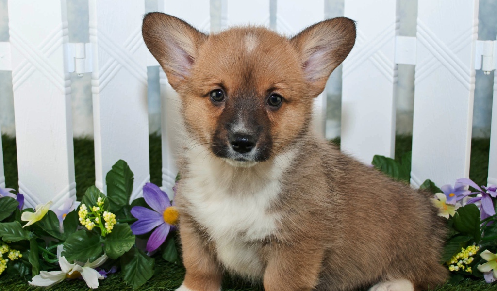 Милый маленький щенок вельш корги сидит на траве