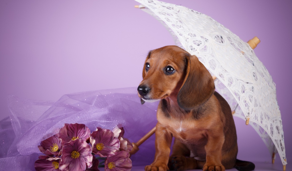 Dachshund under a white umbrella on a purple background