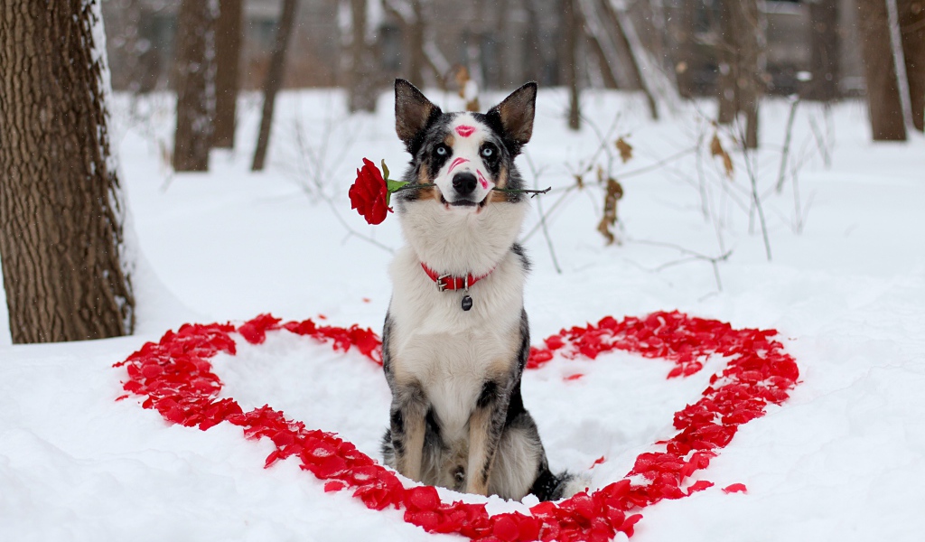 Dog Border Collie with a rose in his teeth sits on the snow with a heart of petals