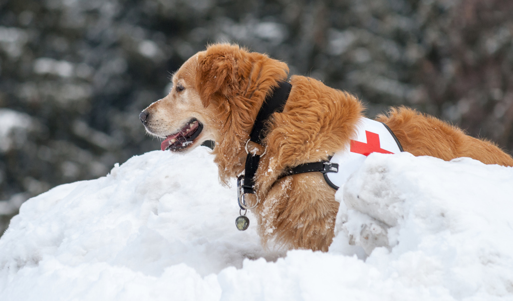 Собака золотистый ретривер спасатель на снегу