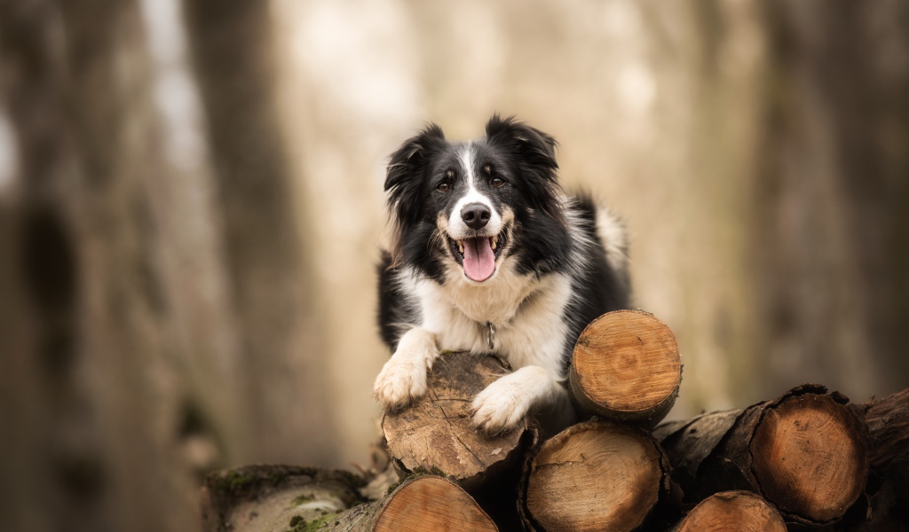 Собака породы бордер колли лежит на бревнах