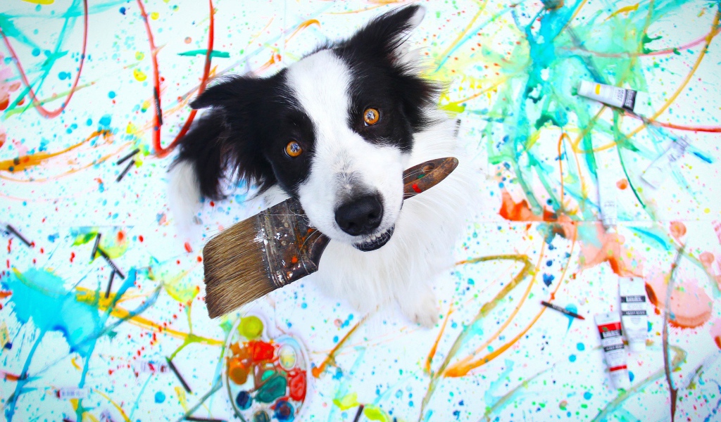 Собака породы бордер колли с кисточкой в пасти