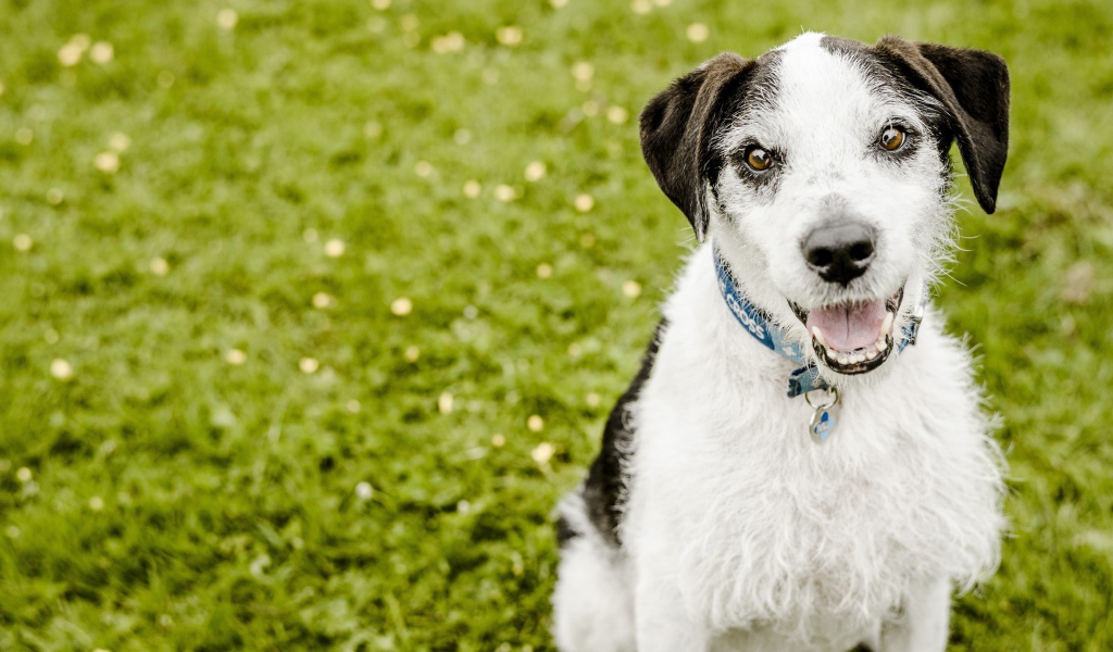 Пес с высунутым языком сидит на зеленой траве