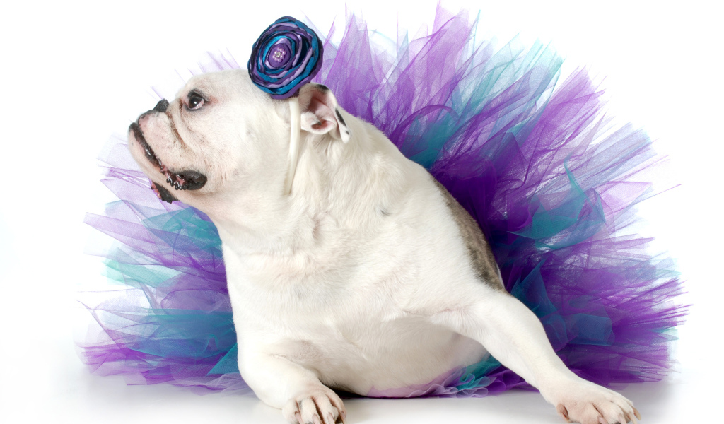 Английский бульдог в костюме на белом фоне