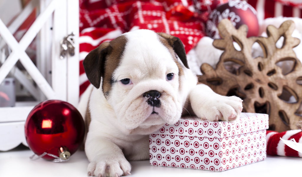 Щенок английского бульдога с новогодними  подарками