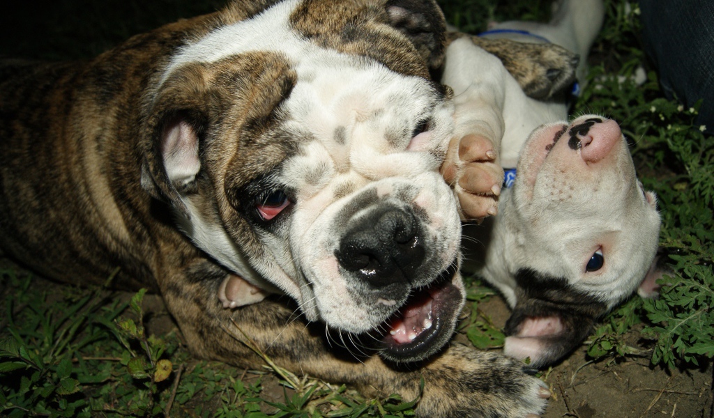 Английский бульдог со щенком играют на траве