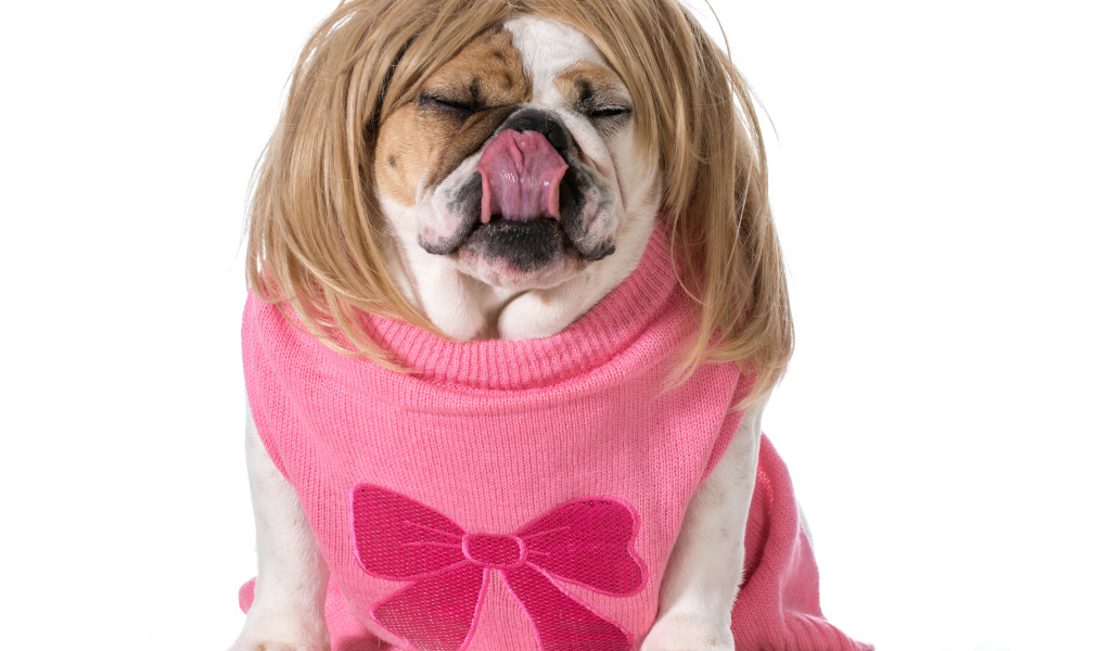 Английский бульдог в парике на белом фоне