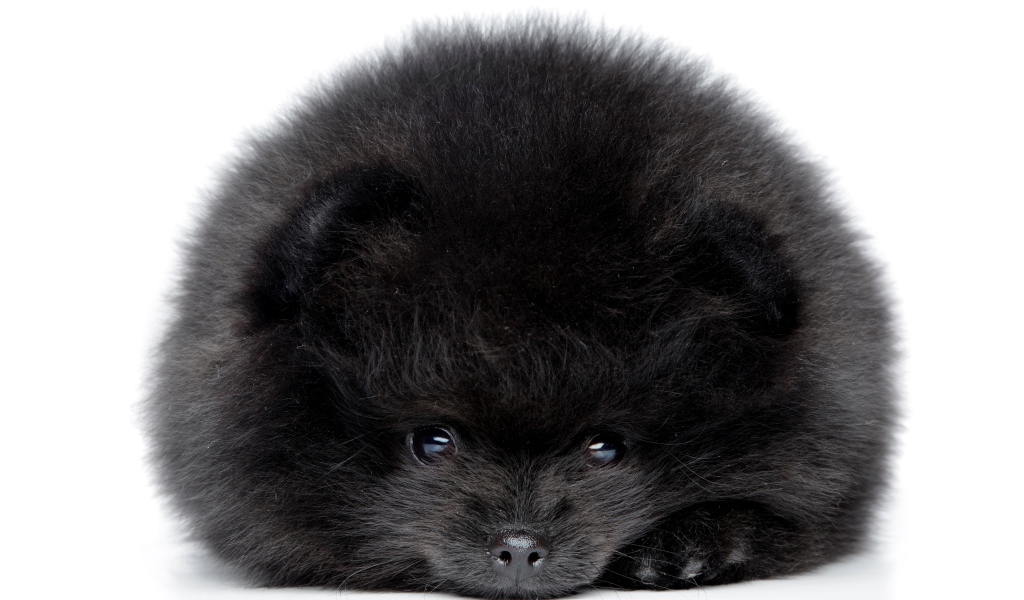 Пушистый черный померанский шпиц на белом фоне