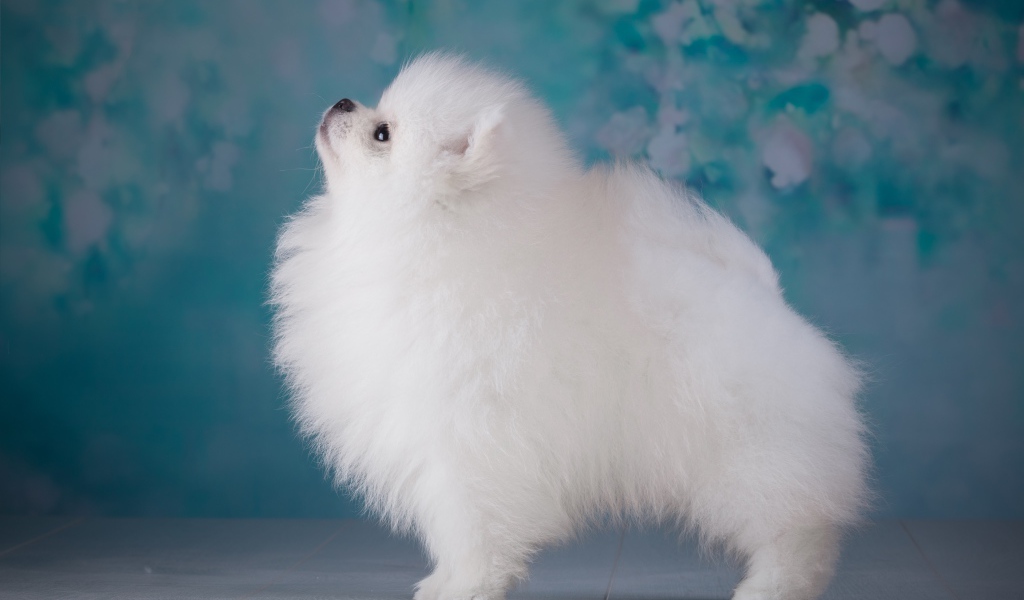 Пушистый белый шпиц боком