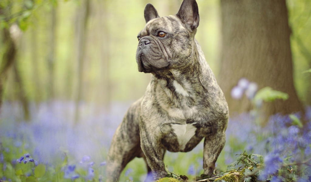 Французский бульдог гуляет по лесу