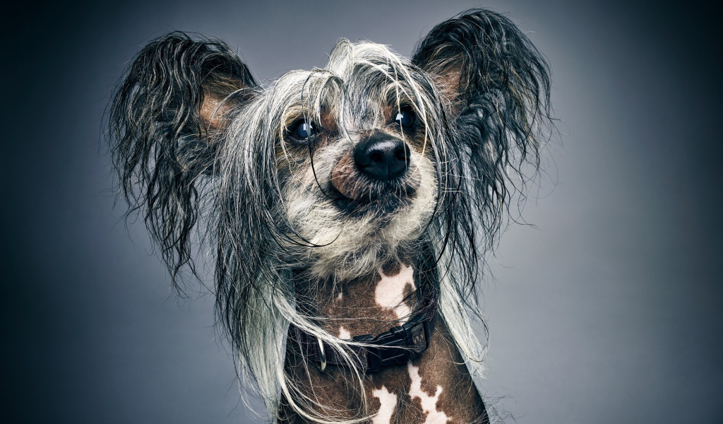 Забавная Китайская хохлатая на сером фоне