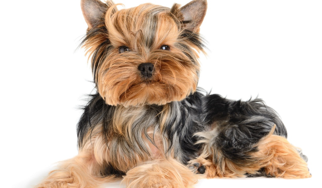 Смешной йоркширский терьер на белом фоне