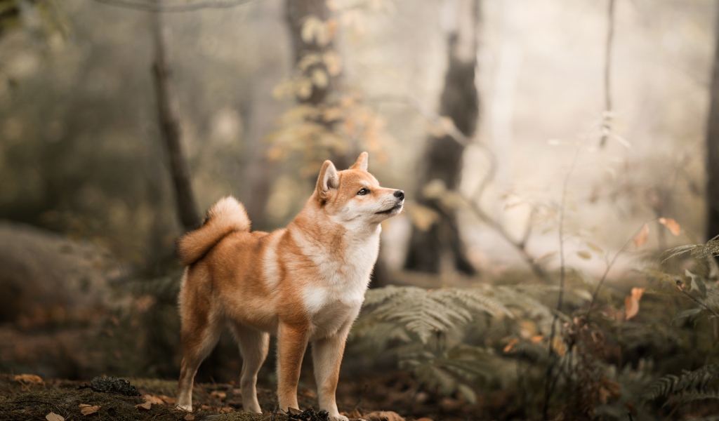 Забавный пес Акита в лесу