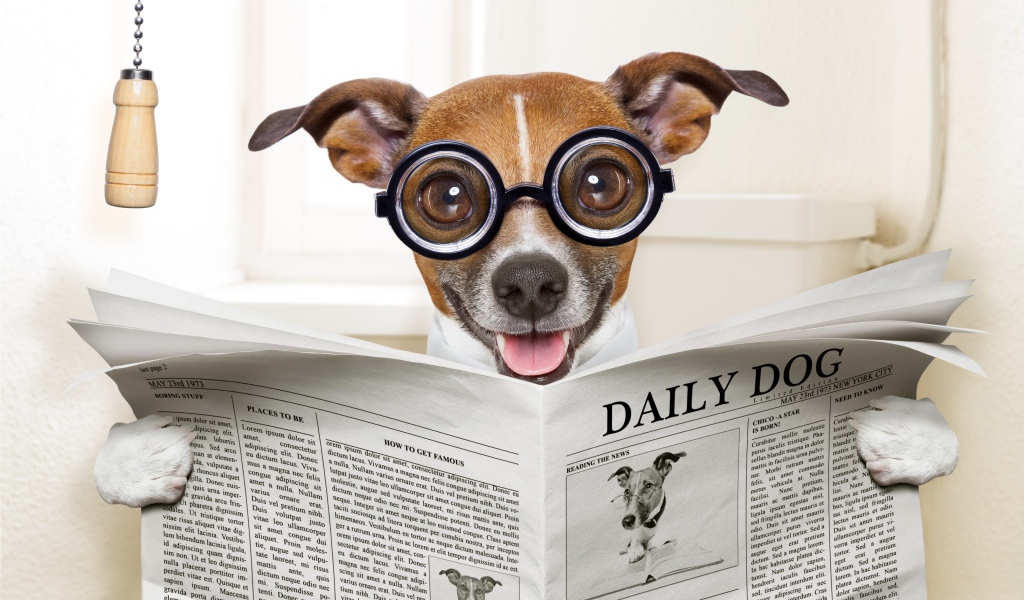 Смешная собака в очках читает газету