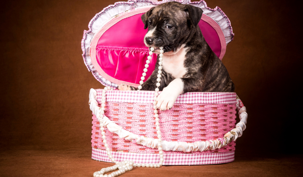 Забавный щенок в розовой корзине с бусами