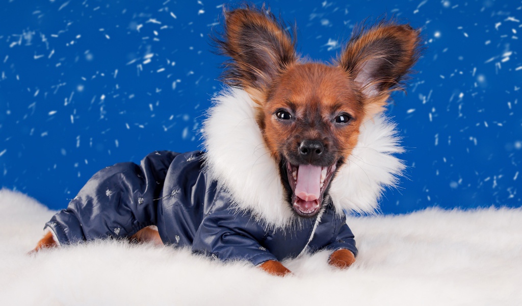 Смешной зевающий чихуахуа в костюме