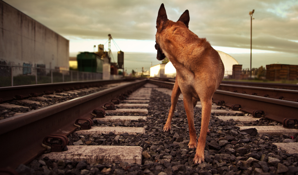 Немецкая овчарка бежит по железной дороге