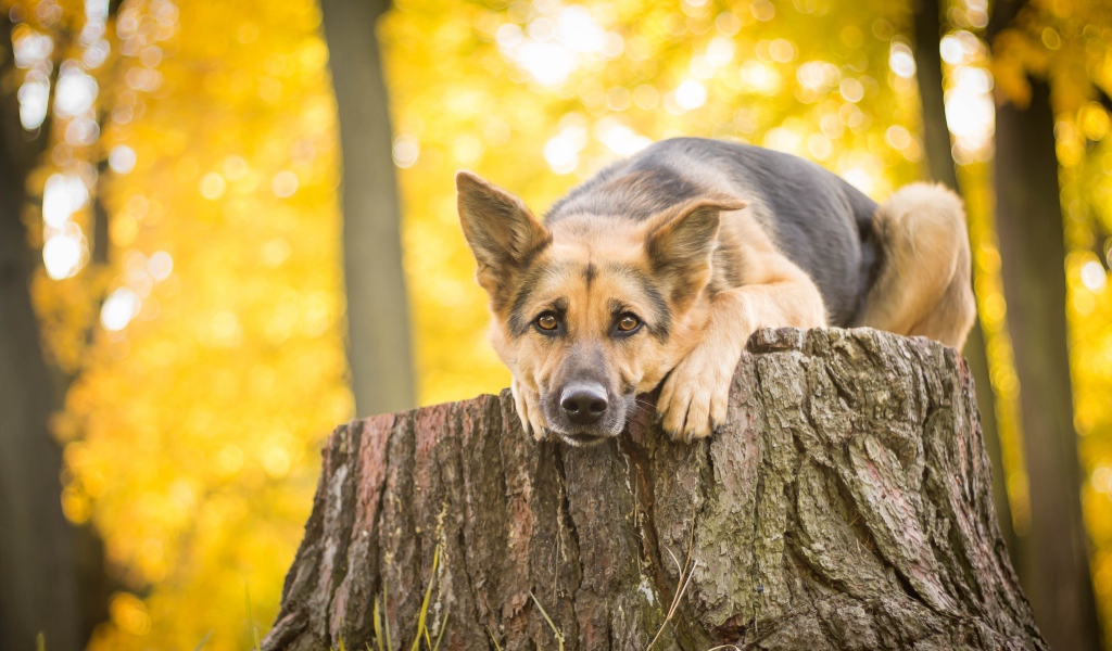 Немецкая овчарка лежит на пне
