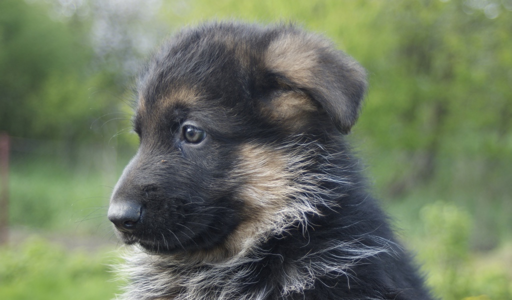 Щенок немецкой овчарки крупным планом