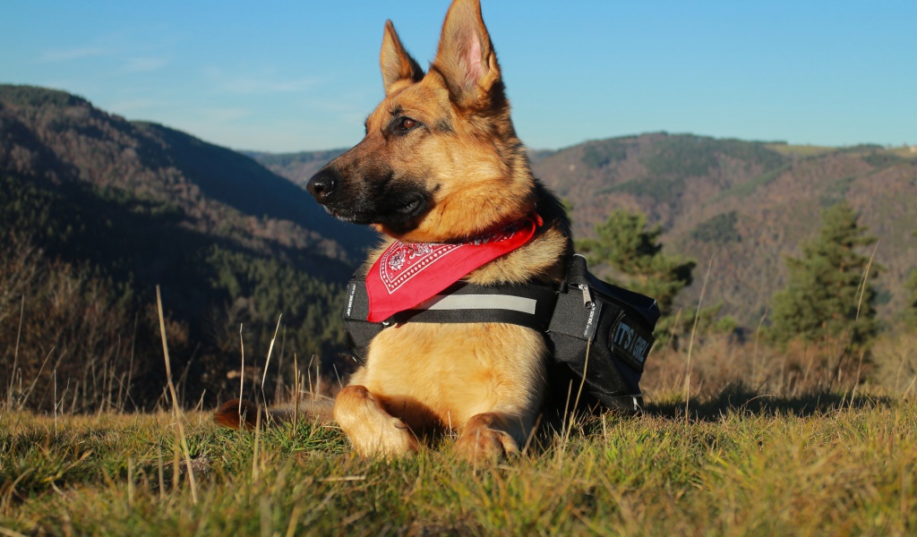 Немецкая овчарка с рюкзаком лежит на траве на фоне гор