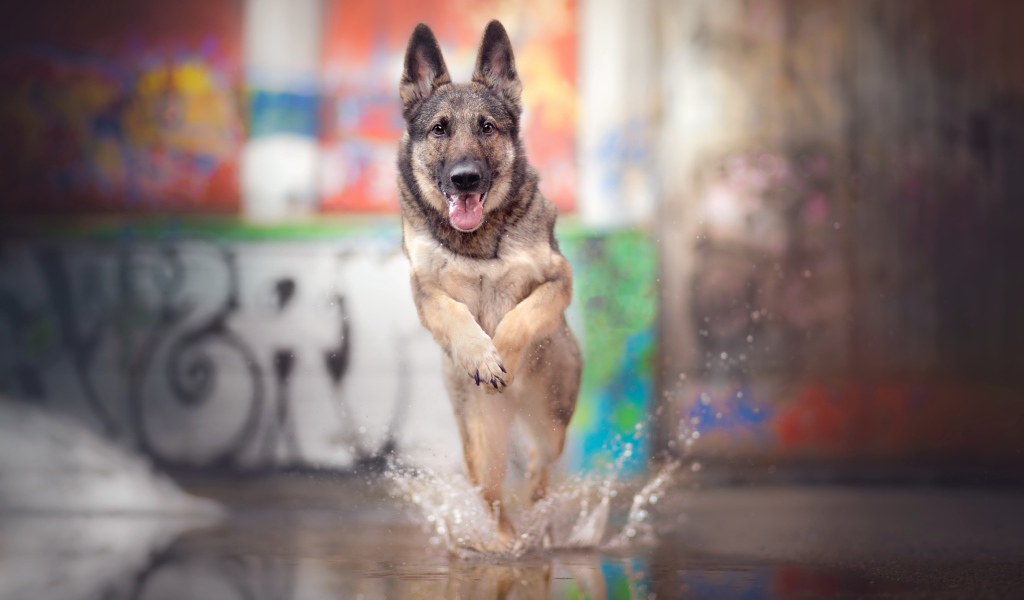 Немецкая овчарка с высунутым языком бежит по воде 