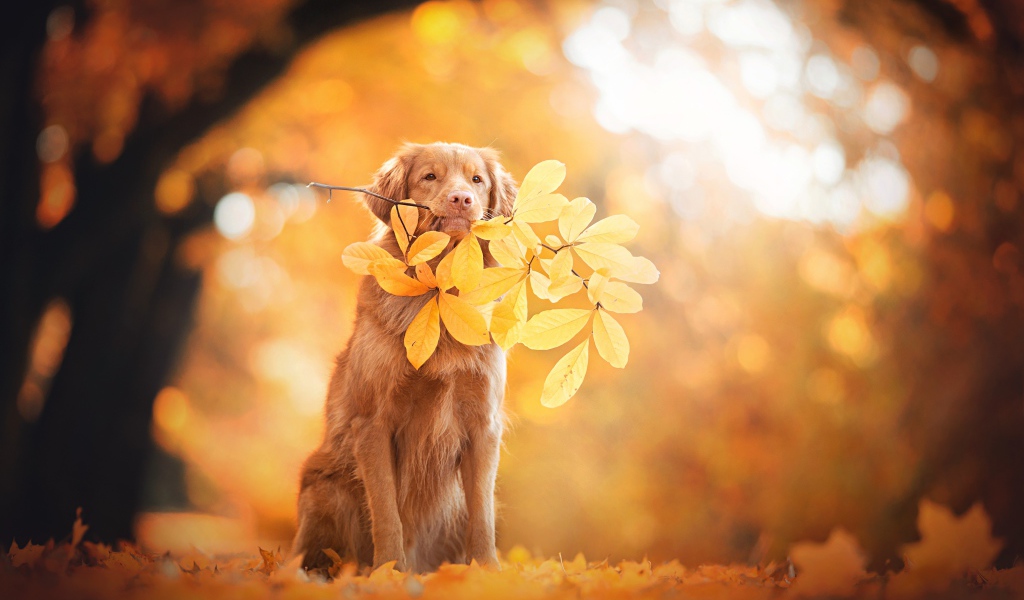Золотистый ретривер в веткой с желтыми листьями в парке осенью