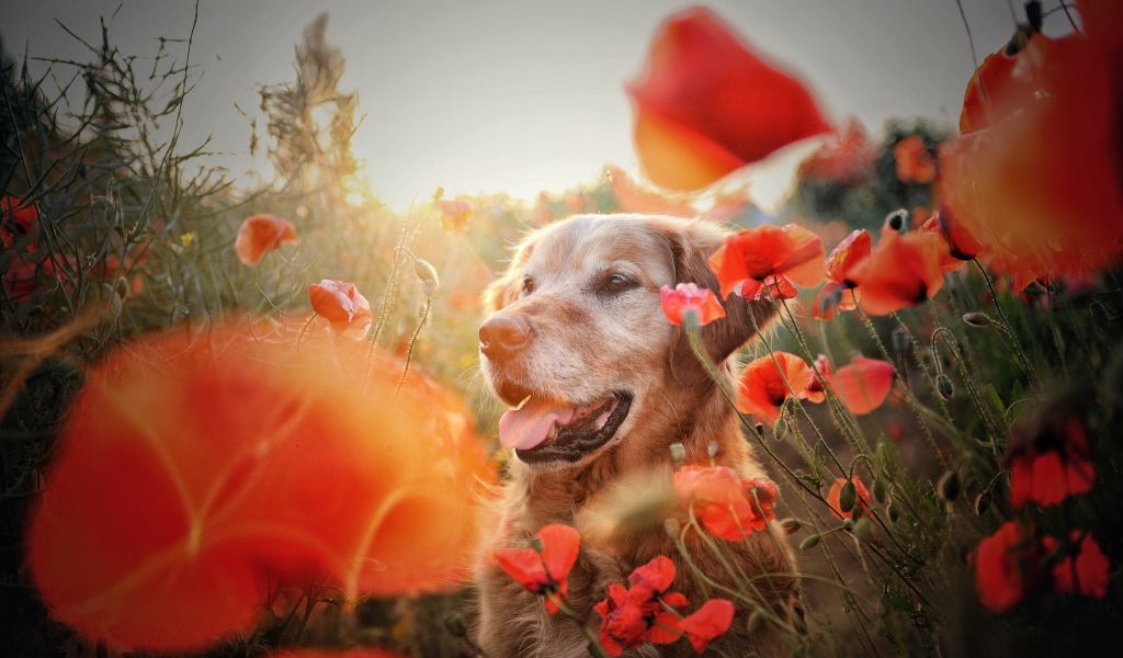 Золотистый ретривер в цветах красного мака