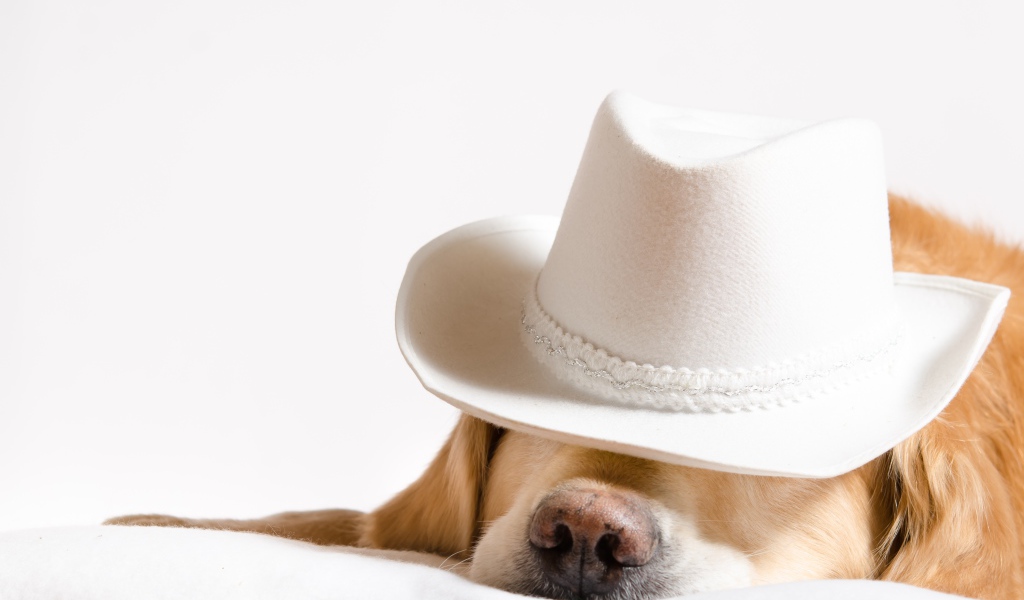 Золотистый ретривер спит в белой шляпе 